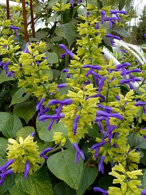 SALVIA mexicana Tula